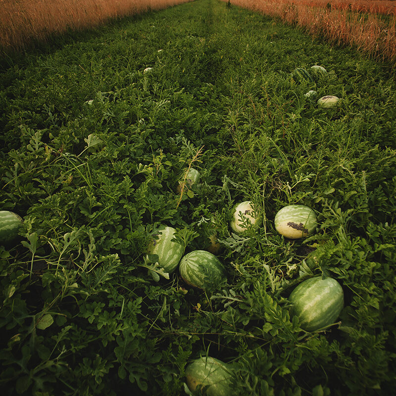 3 Rows Of Melons Growing